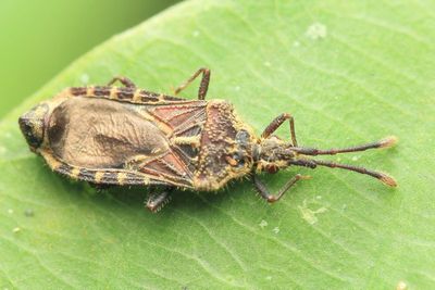Flat Bug, Hesus sp. (Aradidae: Mezirinae)