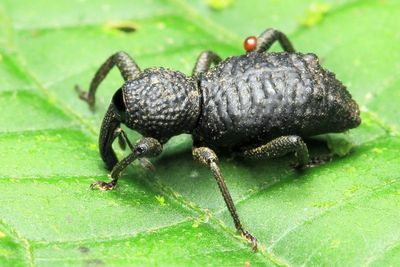 Weevil (Curculionidae: Molytinae: Anchonini)