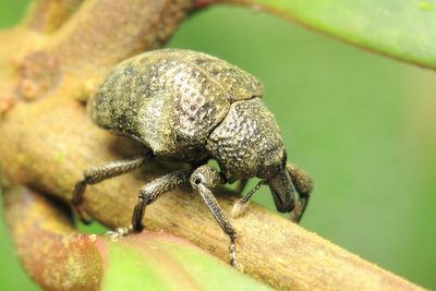 Weevil (Curculionidae: Molytinae: Sternechini)