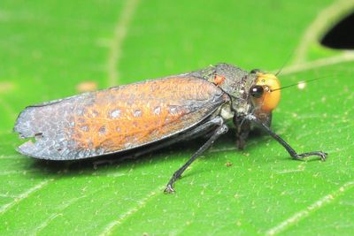 Sharpshooter (Cicadellidae: Cicadellinae)