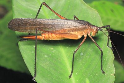Katydid, Leptotettix cf. voluptarius (Tettigoniidae: Pseudophyllinae)