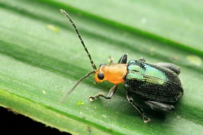 Flea Beetle (Chrysomelidae: Alticini)