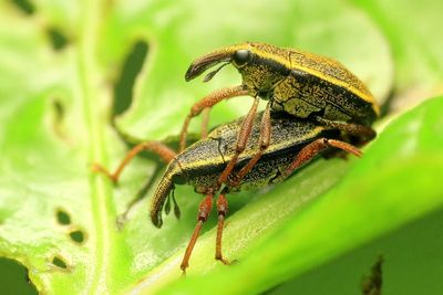 Weevils, Cholus sp. (Curculionidae: Molytinae)