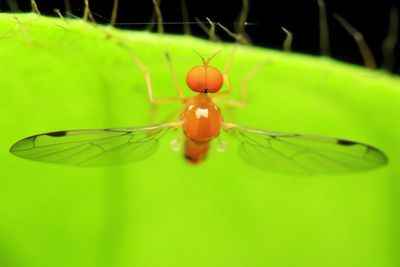 Diptera of Sumaco, Ecuador