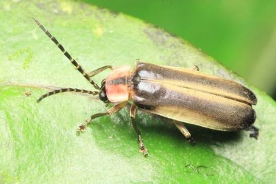 Leaf Beetle, Schematiza cf. (Chrysomelidae: Galerucinae)
