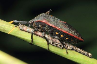 Hemiptera of Sumak Kawsay, Ecuador