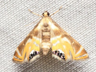 Aquatic Snout Moth, Petrophila sp. (Crambidae: Acentropinae)