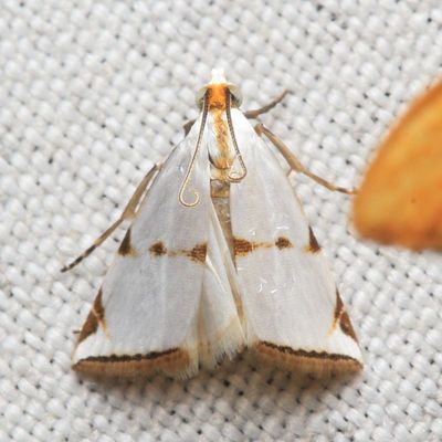 Snout Moth, Argyria lacteella (Crambidae: Crambinae)