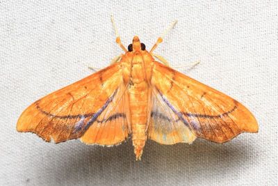Snout Moth, Anarmodia arcadiusalis (Crambidae: Spilomelinae)