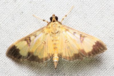 Snout Moth, Ategumia cf. (Crambidae: Spilomelinae)
