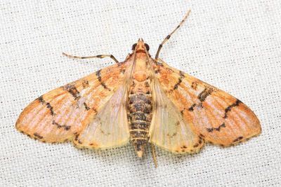 Snout Moth, Azochis sp. (Crambidae: Spilomelinae)