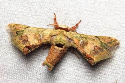 Silk Worm Moth, Quentalia melchthala (Bombycidae: Epiinae)