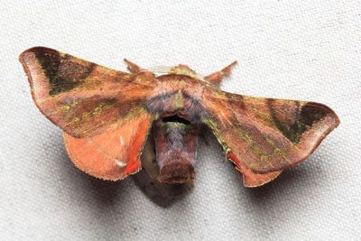 Silk Worm Moth, Quentalia surynorta (Bombycidae: Epiinae)