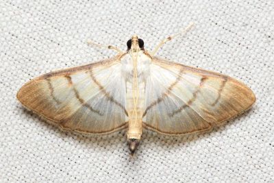 Snout Moth, Cnaphalocrocis sp. (Crambidae: Spilomelinae)