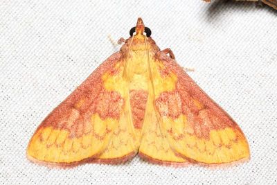 Snout Moth, Polygrammodes ponderalis (Crambidae: Spilomelinae)