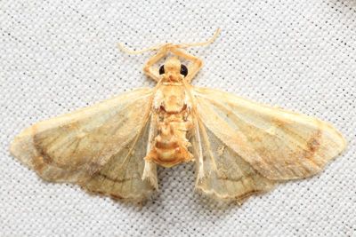 Snout Moth, Eoleucinodes conifrons (Crambidae: Spilomelinae)