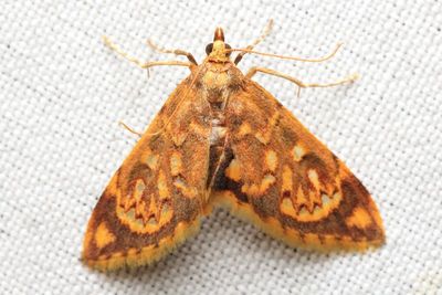 Psaliodes sp. (Geometridae: Larentiinae)