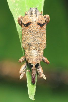 Weevil (Curculionidae: Molytinae: Hylobiini)