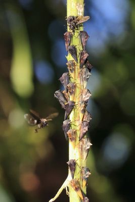 Treehoppers, Ennya sp. (Membracidae: Smiliinae)