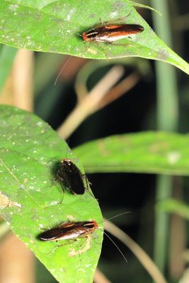 Forest Roaches, Euphyllodromia sp. (Ectobiidae: Pseudophyllodromiinae)