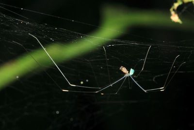 Cellar Spider, Mesabolivar sp. (Pholcidae: Modisiminae)