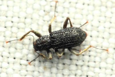 Riffle Beetle, nr. Neocylloepus sp. (Elmidae)