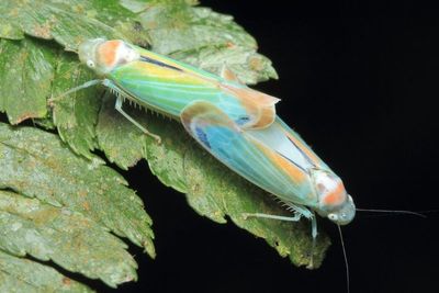 Sharpshooter, Paromenia sp. (Cicadellidae: Cicadellinae)