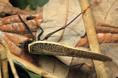 Conehead Katydid, Moncheca elegans (Tettigoniidae: Conocephalinae)