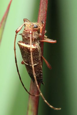 Flat-faced Longhorn (Cerambycidae: Lamiinae)