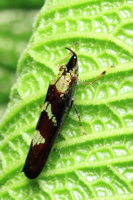 Sharpshooter, Raphirhinus phosphoreus (Cicadellidae: Cicadellinae)
