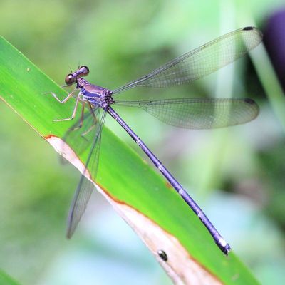 Tropical Damselfly, Philogenia sp. (Philogeniidae)