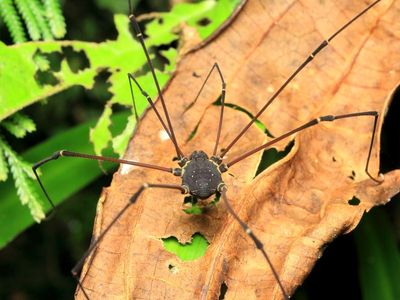 Harvestman (Cosmetidae)