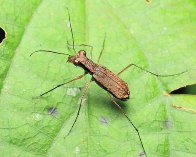 Tiger Beetle, Odontocheila sp. (Carabidae: Cicindelinae)