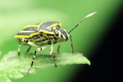 Stink Bug, Mormidea triangularis (Pentatomidae: Pentatominae)
