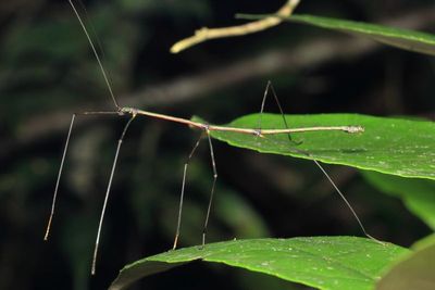Stick Insect, Libethroidea sp. (Diapheromeridae)