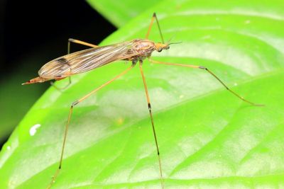 Crane Fly, Hexatoma (Eriocera) sp. (Limoniidae: Hexatomini)