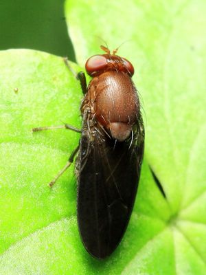 Acalyptrate fly