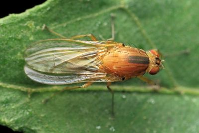 Acalyptrate fly