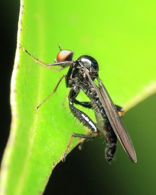 Dance Fly, Euhybus sp. (Hybotidae)