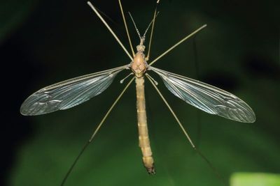 Crane Fly, Ozodicera sp. (Tipulidae)