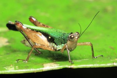 Orthoptera of Sumaco, Ecuador