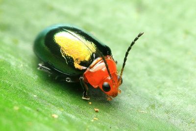 Flea Beetle (Chrysomelidae: Alticini)