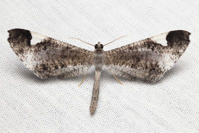 Moth-Butterfly, Macrosoma conifera (Hedylidae)