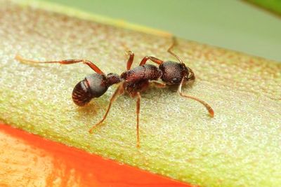 Hymenoptera of Sumaco, Ecuador