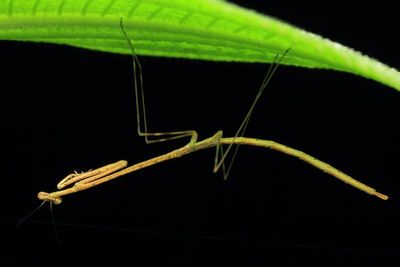 More Insects from Sumaco, Ecuador