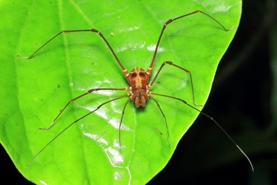 Harvestman, Phareicranaus hermosa (Cranaidae)