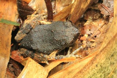 Painted Forest Toadlet, Engystomops petersi (Leptodactylidae)