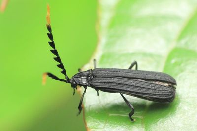 Net-winged Beetle (Lycidae)
