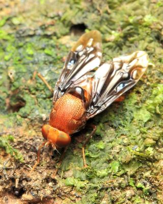 Picture-winged Fly, Pseudopterocalla sp. (Ulidiidae)