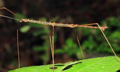 Stick Insect, Dyme ramulus (Diapheromeridae)